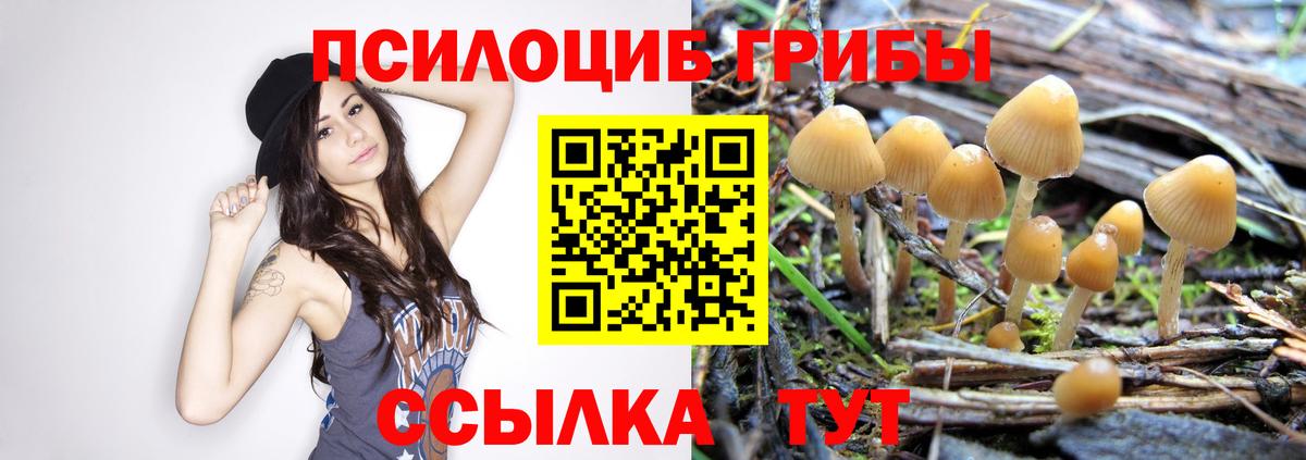 Псилоцибиновые грибы Cubensis  Вход с VPN  Псилоцибиновые грибы MAGIC MUSHROOMS  цена   Элиста 